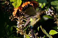 Bronze Sunbird Landing on Coffee Plant in Mt Kenya Highlands