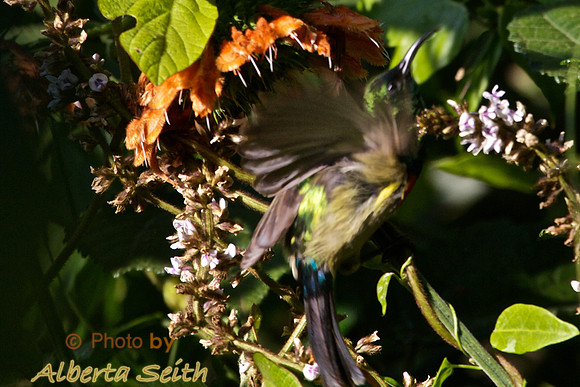 Bronze Sunbird Landing on Coffee Plant in Mt Kenya Highlands