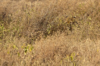Cheeta camaflaged in Ndutu grassland