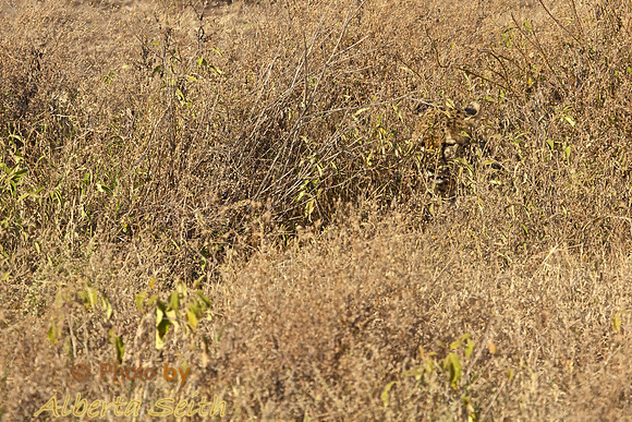 Cheeta camaflaged in Ndutu grassland