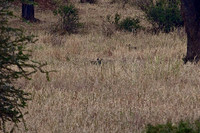 Where's Waldo- African Wild Dogs Disappear in the Brush of Tarangire National Park, Tanzania