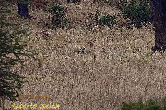 Where's Waldo- African Wild Dogs Disappear in the Brush of Tarangire National Park, Tanzania