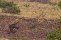 Where's Waldo- Find the Lioness in Tanangire National Park