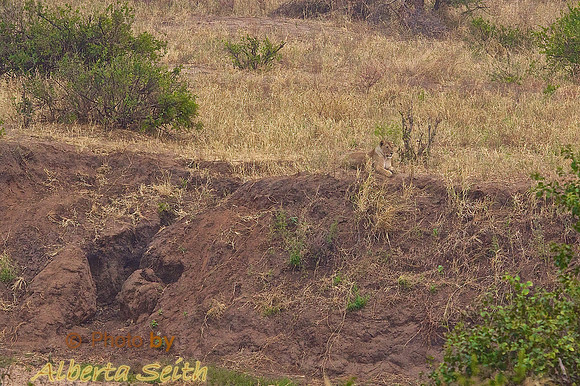 Where's Waldo- Find the Lioness in Tanangire National Park