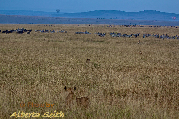 Where's Waldo-Find Four Lions Stalking Wildebeest on the Maasai Mara in Kenya