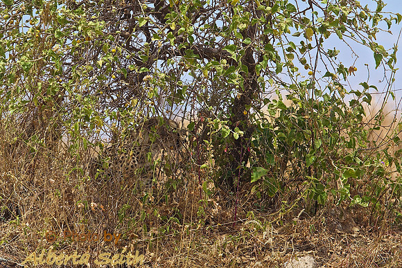 Cheeta mother