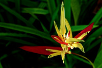 Amaryllis at the British Governor's Residence