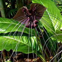 Cast-Iron Plant Blossom at British Governor's Residence-Yangon