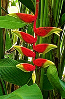 Flowering Hanging Lobster Claw-Yangon