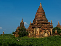 Ancient Temple among Sesame Plants