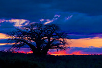 A Baobab Tree at Sunset-Tarangire National Park, Tanzania