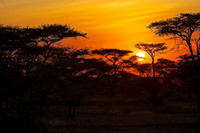 Sunsire at Ndutu
