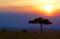 A Sunset Glowing over an Acacia Tree on the Maasai Mara