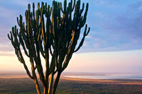 Candelabra Sunrise- Lake Manyata
