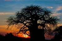 A Baobab Tree Silhouetted at Sunset, Tarangire National Park, Tanzania