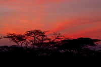 Sunrise over Ndutu Acacia Trees