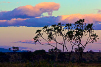 Doum Palm in Samburu sunset