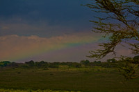 Rainbow at Nakuru