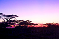 Ndutu Sunrise