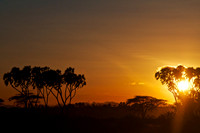 Doum Palm silhouette against a Samburu sunrise