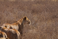 Ndutu Buffalo kill 9