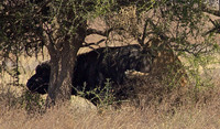Ndutu Buffalo kill 13