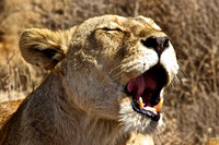 Ndutu Buffalo kill 4