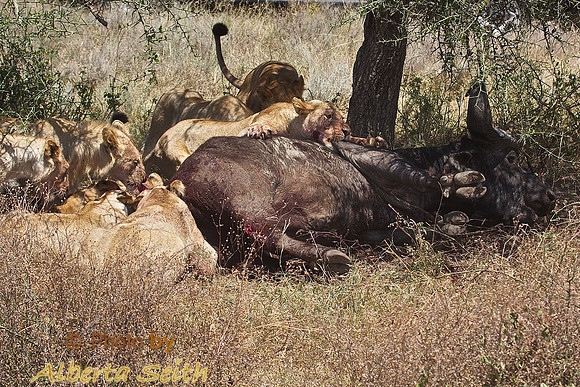 Ndutu Buffalo kill 20- the end