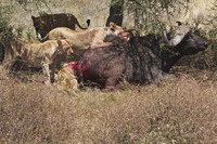 Ndutu Buffalo kill 19-final minutes