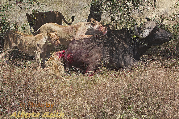 Ndutu Buffalo kill 19-final minutes