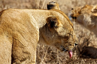 Ndutu Buffalo kill 3-Lions