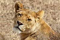 Ndutu Buffalo kill 5