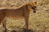Ndutu Buffalo kill 7