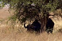 Ndutu Buffalo kill 12