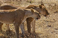 Ndutu Buffalo kill 8