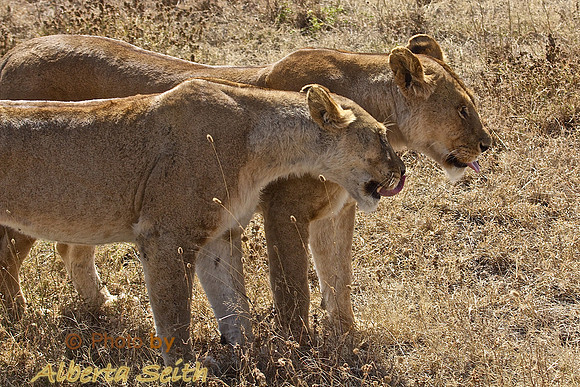 Ndutu Buffalo kill 8