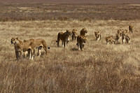 Ndutu Buffalo kill 10