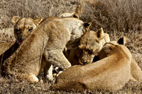 Ndutu Buffalo kill 2-The Marsh Lion Pride