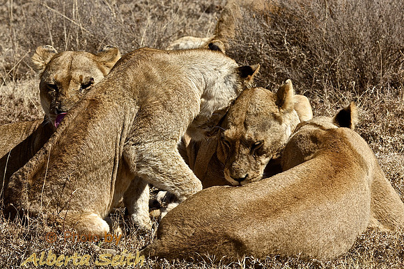 Ndutu Buffalo kill 2-The Marsh Lion Pride
