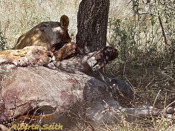 Ndutu Buffalo kill 21-the kill