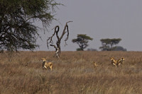 Ndutu Buffalo kill 11