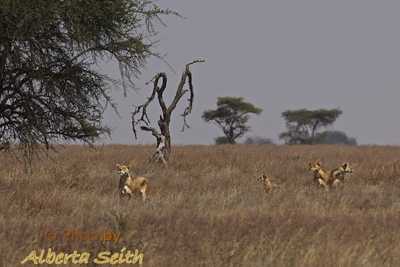 Ndutu Buffalo kill 11