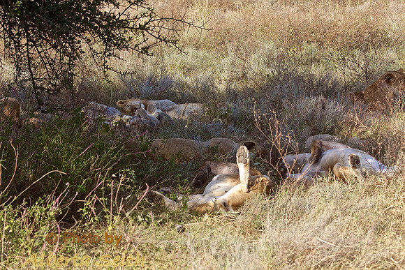 Ndutu Buffalo kill 22-post mortem
