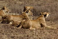 Ndutu Buffalo kill 6