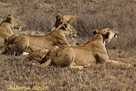 Ndutu Buffalo kill 6