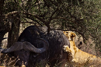 Ndutu Buffalo kill 14