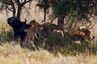 Ndutu Buffalo kill 17