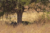 Ndutu Buffalo Kill 1