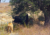 Ndutu Buffalo Kill-16