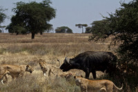 Lions Attack Old Male Cape Buffalo